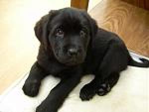 AKCBlackLabPups